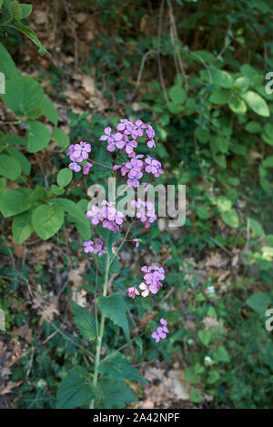 purple flowers of Lunaria annua plants Stock Photo