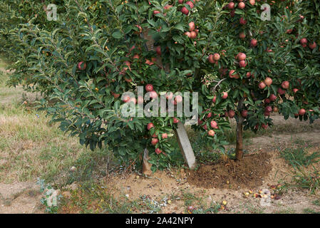 Apple orchard in North Italy Stock Photo
