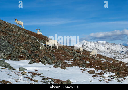 North America; United States; Alaska; Denali National Park; Wildlife; Dall Sheep; Ovis dalli; Ram; Early Winter Stock Photo