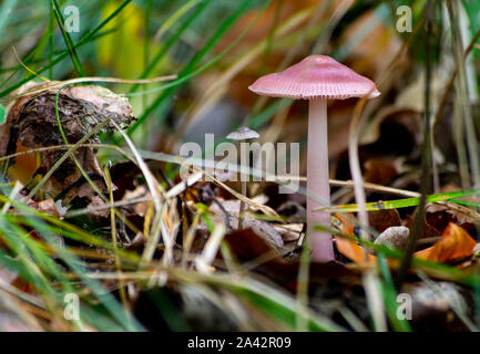 Mycena rosea, commonly known as the rosy bonnet mushroom growing on the forest floor in Germany / Europe in October Stock Photo