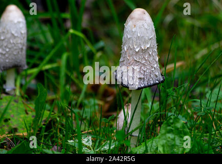 Coprinus comatus, the shaggy ink cap mushroom growing on the forest floor in Germany / Europe in October Stock Photo