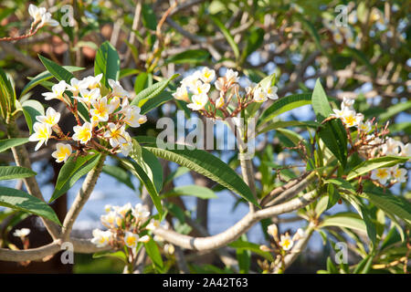 Plumeria,common name Frangipani, is a genus of flowering plants. Temple Tree. Graveyard Tree. Frangipani flowers on a branch.