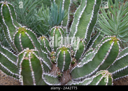 ユーフォルビア グラニティコラ Euphorbia graniticola | www