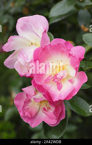 Close up of the repeat flowering English climbing rose The Generous ...