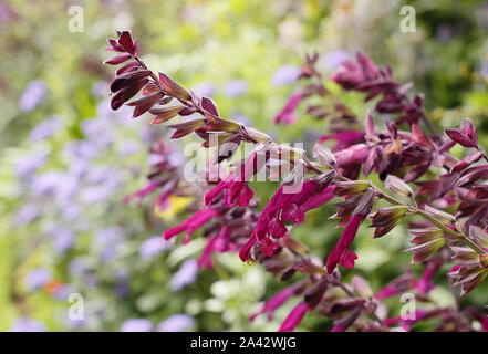 Salvia 'Love and Wishes' aromatic sage displaying characteristic deep magenta flowers in a garden border - September. UK Stock Photo