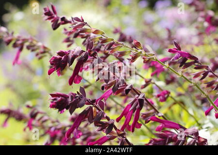 Salvia 'Love and Wishes' aromatic sage displaying characteristic deep magenta flowers in a garden border - September. UK Stock Photo