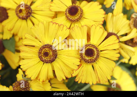 Helenium 'Goldrausch' sneezeweed displaying characteristic bright yellow blossoms in a late summer garden. UK Stock Photo