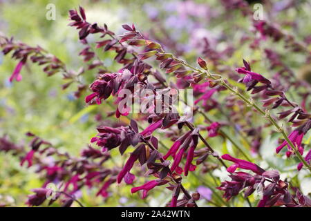 Salvia 'Love and Wishes' aromatic sage displaying characteristic deep magenta flowers in a garden border - September. UK Stock Photo