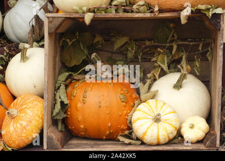 Autumn display of pumpkins and squash in a wooden crate. UK Stock Photo