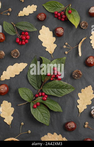 Autumn arrangement on black. Conkers, oak leaves, cotoneaster berries, lime tree (Tilia x europaea) fruits on black background. UK Stock Photo