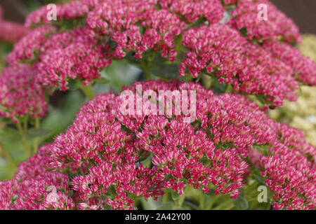 Sedum 'Autumn joy' displaying characteristic deep pink flowers in autumn. UK. AGM Stock Photo