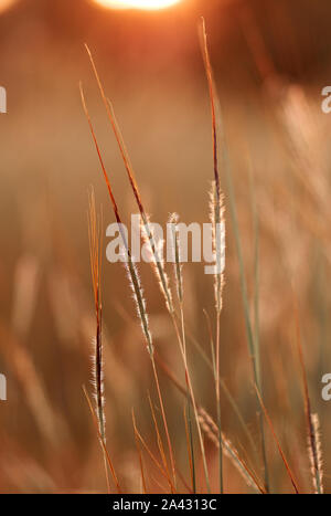 The golden sunlight on the meadow Stock Photo