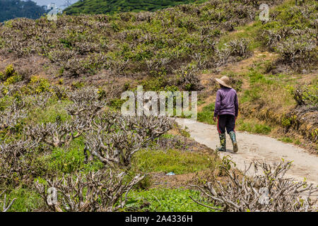 Tea plantations in the cameron highlands in Malaysia Stock Photo