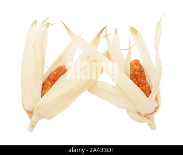 Two cobs of ornamental Indian corn with red niblets and dried husks, on a white background Stock Photo