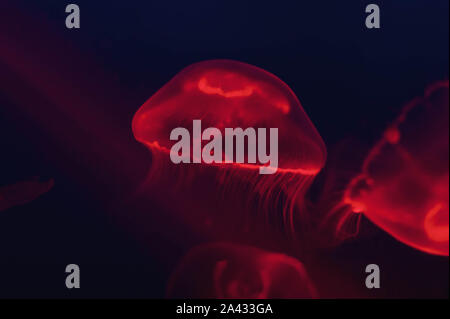 Jellyfish in the neon light. Beautiful red background with sea creatures Stock Photo