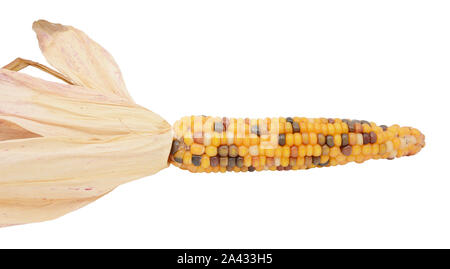 Ornamental flint corn with yellow, red and black niblets, and dried maize husks on a white background Stock Photo
