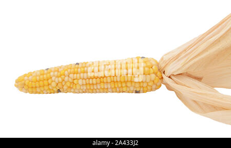 Decorative flint corn with yellow, white and black niblets on the cob and dried husks, on a white background Stock Photo