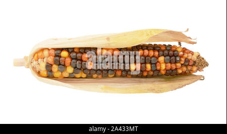 Colourful decorative flint corn cob with brown, orange and yellow niblets with dried, papery maize husks, on a white background Stock Photo