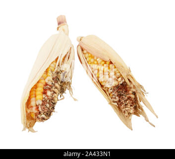 Two damaged and eaten ornamental sweetcorn cobs with ripped, dry husks and missing niblets, on a white background Stock Photo