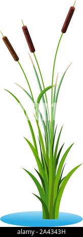 Cluster of three cattails reed stalks with leaves plant with grass in the water. Transparent vector flat illustration isolated on white background. Cl Stock Vector