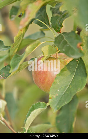 apple on a tree branch Stock Photo