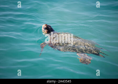 Caretta Caretta Turtle from Zakynthos, Greece, near Laganas beach, under the water, swimming, before to emerge to take a breath Stock Photo