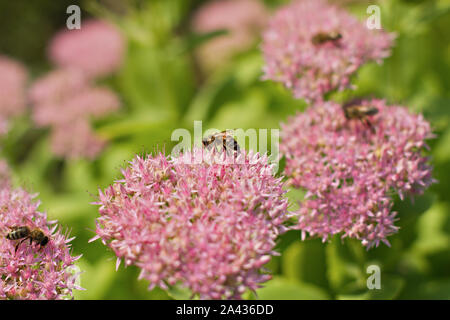 close up of sedum spectabile Stock Photo