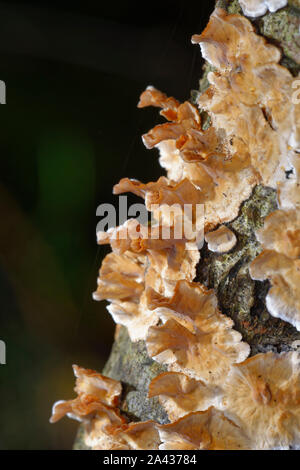 Bleeding Broadleaf Crust - Stereum rugosum  Fungus growing on twig Stock Photo