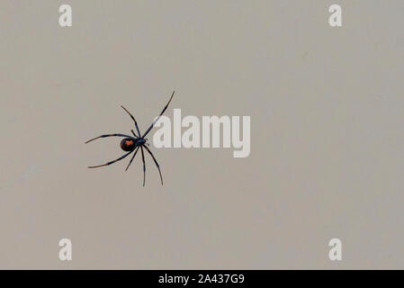 Black Widow in the Wilderness of Big Bend National Park, Texas, USA Stock Photo