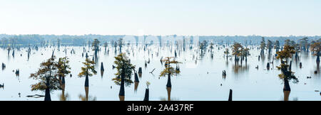 Panoramic View of the Bayous in Louisiana in the Morning, USA Stock Photo