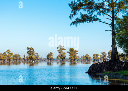 Panoramic View of the Bayous in Louisiana in the Morning, USA Stock Photo