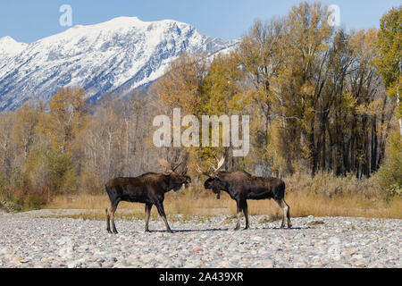 Two Bull Moose (Alces alces) Facing off during the rut, Grand Teton National Park, Wyoming Stock Photo