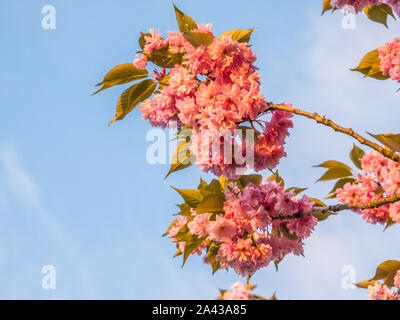 Japanese cherry blossom in spring at sunset Stock Photo