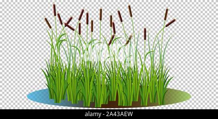 Reed bushes and cattails stem and cane in the swamp natural water vector illustration transparent background. Cartoon props and landscape decoration Stock Vector
