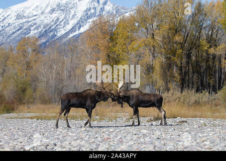 Two Bull Moose (Alces alces) facing off, Grand Teton National Park, Wyoming Stock Photo