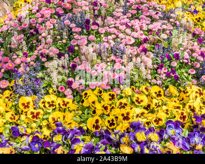 colorful Flower carpet in spring Stock Photo
