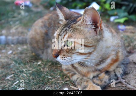 Gray Cat in Istanbul Park Leading on Grass in a Park. Stock Photo