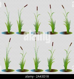 Set of 10 variety reeds with leaves on stem on the swamp water. Reed bulrush plants. Flat vector illustration isolated on transparent background. Clip Stock Vector