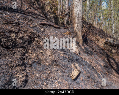 burned forest after a forest fire Stock Photo