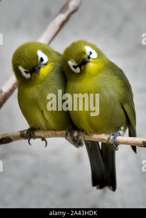 Two Small Green Bird Sitting Together On Branch Stock Photo