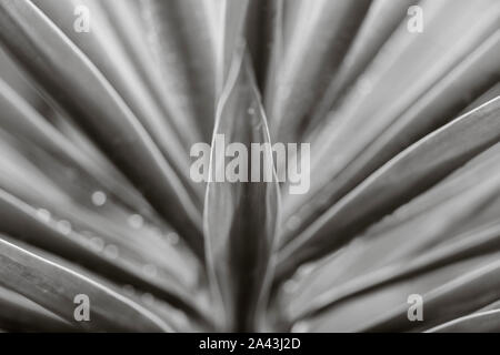 Rain drops on a Yucca plant in a domestic garden. Stock Photo