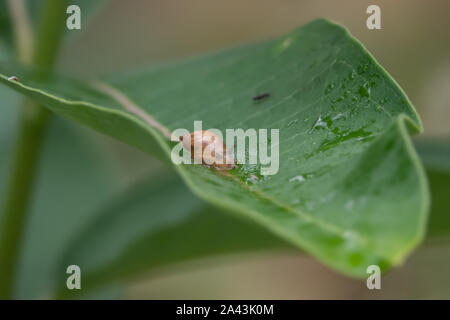 Amber Snail on Leaf in Summer Stock Photo