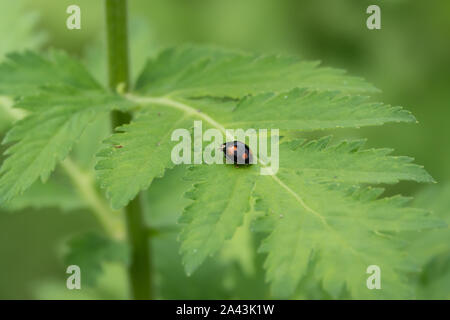 Asian Lady Beetle on Leaf in Springtime Stock Photo