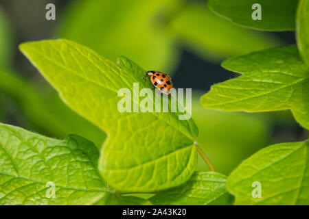Asian Lady Beetle on Leaf in Springtime Stock Photo