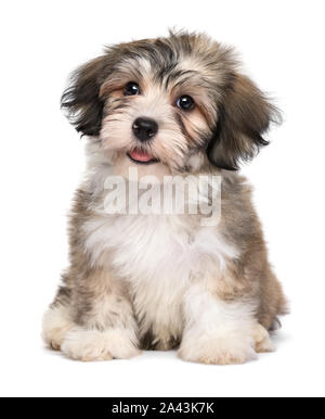 Beautiful smiling little havanese puppy dog is sitting frontal and looking upwards - isolated on white background Stock Photo