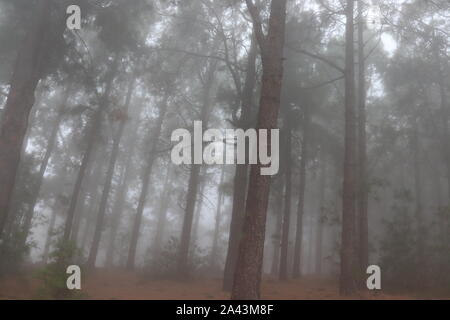 Hazy forest. Trees. Fog. Landscapes. Winter. Autumn. Hazy forest. Ecosystem. Trees covered by fog. Forest surrounded by misty fog. Stock Photo