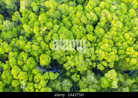Seen from a bird's eye view, the canopy of a mangrove forest in Indonesia radiates green color. Mangroves serve as ecologically vital habitats. Stock Photo