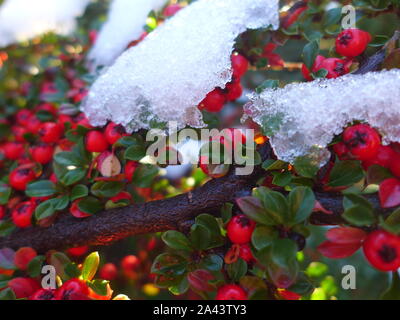 Red Cotoneaster Berries and Green leaves in Winter Snow Stock Photo