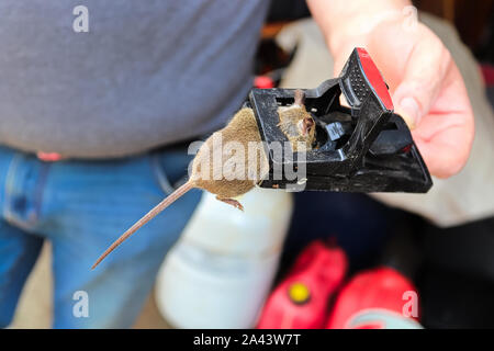 A hand holding a trap with a dead mouse in it. Stock Photo