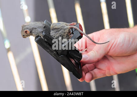 A hand holding a trap with a dead mouse in it. Stock Photo